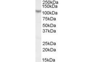 ABIN185074 (0. (MAML1 antibody  (N-Term))
