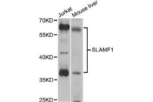 Western blot analysis of extracts of various cell lines, using SLAMF1 antibody (ABIN5971076) at 1/1000 dilution. (SLAMF1 antibody)