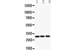 Anti-ATF1 Picoband antibody,  All lanes: Anti ATF1  at 0. (AFT1 antibody  (AA 1-271))