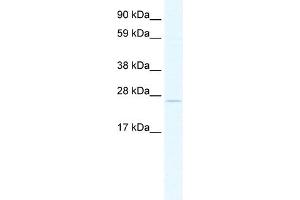 TCF23 antibody  (C-Term)