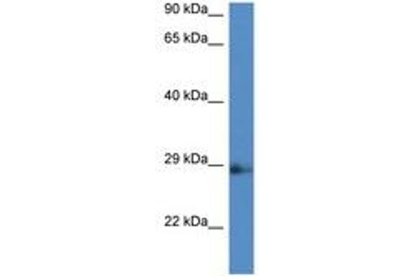 NAA11 antibody  (AA 103-152)