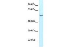 Image no. 1 for anti-Carboxypeptidase A5 (CPA5) (N-Term) antibody (ABIN6747772) (CPA5 antibody  (N-Term))