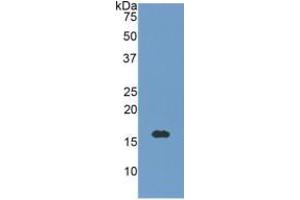 WB of Protein Standard: different control antibodies  against Highly purified E. (Neurotrophin 3 ELISA Kit)