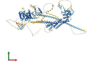 AlphaFold protein structure predicition of Human Recombinant DIAPH1 Protein, UniprotID O60610 (DIAPH1 Protein (AA 1-1272) (His tag))