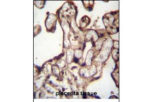 MORN3 Antibdy (Center) (ABIN656878 and ABIN2846078) immunohistochemistry analysis in formalin fixed and paraffin embedded human placenta tissue followed by peroxidase conjugation of the secondary antibody and DAB staining. (MORN3 antibody  (AA 128-157))