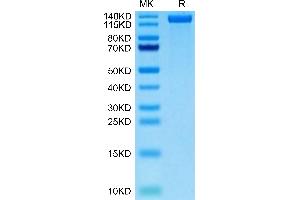 Biotinylated Human CD163 on Tris-Bis PAGE under reduced condition. (CD163 Protein (CD163) (AA 42-1045) (His-Avi Tag,Biotin))