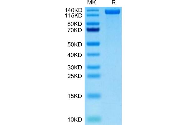 CD163 Protein (CD163) (AA 42-1045) (His-Avi Tag,Biotin)
