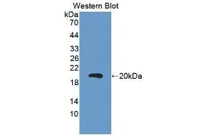 Western Blotting (WB) image for anti-Carcinoembryonic Antigen Gene Family (CEA) (AA 544-771) antibody (ABIN1858355)