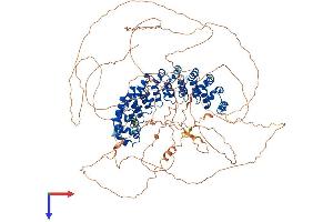 AlphaFold protein structure predicition of Human Recombinant PUM2 Protein, UniprotID Q8TB72 (PUM2 Protein (AA 1-1066) (His tag))