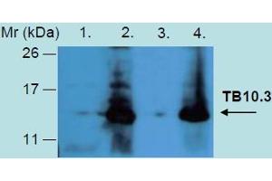 Western Blotting analysis of recombinant protein TB10. (Tb10.3 (M. Tuberculosis) antibody)