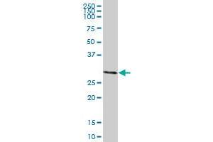 MLF2 MaxPab polyclonal antibody. (MLF2 antibody  (AA 1-248))