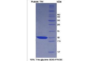 SDS-PAGE (SDS) image for Thrombomodulin (THBD) (AA 66-197) protein (His tag) (ABIN1878332)