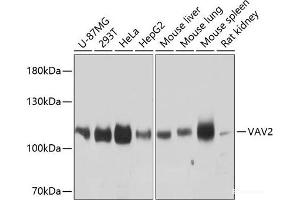 Western blot analysis of extracts of various cell lines using VAV2 Polyclonal Antibody at dilution of 1:3000. (VAV2 antibody)