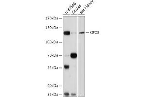 Western blot analysis of extracts of various cell lines, using KIFC3 antibody  at 1:1000 dilution. (KIFC3 antibody  (AA 140-390))