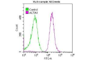 Overlay histogram showing Hela cells stained with ABIN7127272 (red line) at 1:50. (Recombinant Actin antibody)