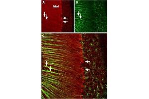 Expression of CACNA1A in mouse cerebellum - Immunohistochemical staining of mouse cerebellum with Anti-CACNA1A (CaV2. (CACNA1A antibody  (Intracellular))
