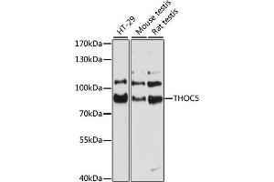 Western blot analysis of extracts of various cell lines, using THOC5 antibody (ABIN6128826, ABIN6149119, ABIN6149120 and ABIN6215328) at 1:3000 dilution.