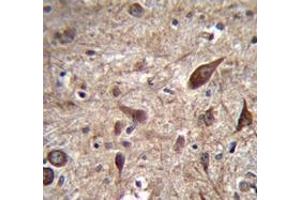 Immunohistochemistry analysis in human brain tissue (Formalin-fixed, Paraffin-embedded) using Pleiotrophin / PTN  Antibody (C-term), followed by peroxidase conjugation of the secondary antibody and DAB staining. (Pleiotrophin antibody  (C-Term))