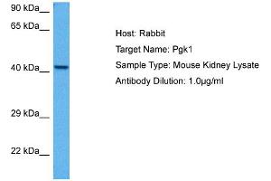 Host: Rabbit Target Name: PGK1 Sample Tissue: Mouse Kidney Antibody Dilution: 1ug/ml (PGK1 antibody  (N-Term))