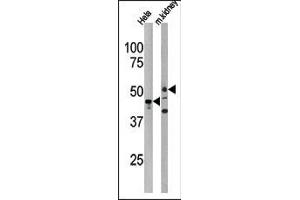 Western blot analysis of anti-PSKH1 Antibody (N-term) in Hela cell line lysate and mouse kidney tissue lysate (35ug/lane). (PSKH1 antibody  (N-Term))