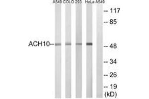 Western blot analysis of extracts from HeLa/293/COLO/A549 cells, using CHRNA10 Antibody. (CHRNA10 antibody  (AA 394-443))