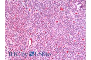 ABIN6391402 (5µg/ml) staining of paraffin embedded Human Tonsil. (GSTM4 antibody  (Internal Region))