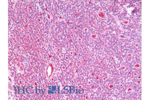 ABIN6391402 (5µg/ml) staining of paraffin embedded Human Tonsil.