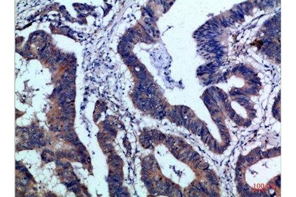 IL17F antibody  (AA 81-130)