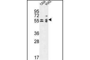 TBCE Antibody (Center) (ABIN653623 and ABIN2842978) western blot analysis in CEM,K562 cell line lysates (35 μg/lane). (TBCE antibody  (AA 364-392))