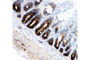 Anti-NKCC1 antibody, IHC(F) IHC(F): Rat Intestine Tissue (SLC12A2 antibody  (N-Term))