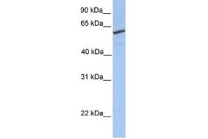 RFT1 antibody used at 1 ug/ml to detect target protein.