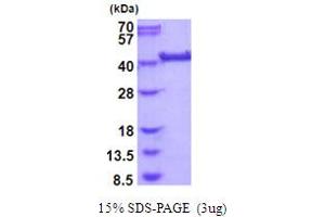 SDS-PAGE (SDS) image for LRP2 Binding Protein (LRP2BP) (AA 1-347) protein (His tag) (ABIN5854084)