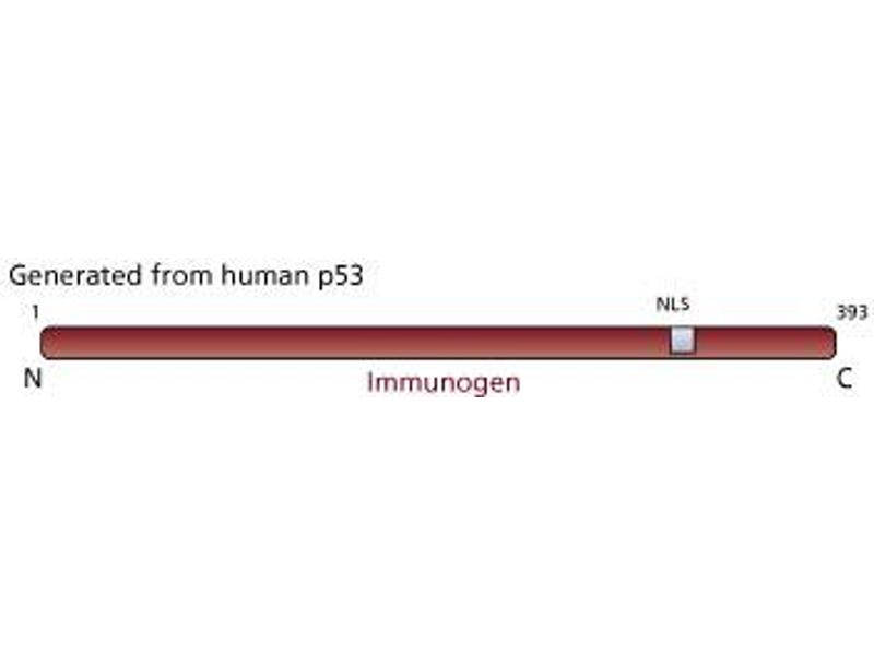 anti-Tumor Protein P53 (TP53) (full length) antibody