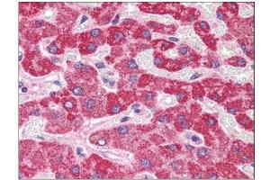 Human Liver: Formalin-Fixed, Paraffin-Embedded (FFPE) (HAAO antibody  (N-Term))