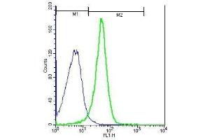 Mouse splenocytes probed with Rabbit Anti-NFAM1 Polyclonal Antibody, Unconjugated . (NFAM1 antibody  (AA 81-180))