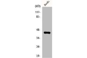 Western Blot analysis of HuvEc cells using KOX17 Polyclonal Antibody (ZNF24 antibody  (N-Term))