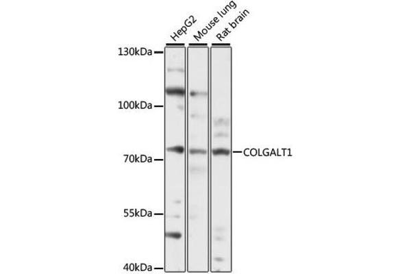 GLT25D1 antibody  (AA 30-230)