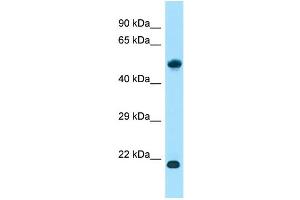 WB Suggested Anti-ALG10B Antibody Titration: 1.