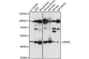 Western blot analysis of extracts of various cell lines, using ZBTB6 antibody (ABIN7271438) at 1:1000 dilution. (ZBTB6 antibody  (AA 1-220))