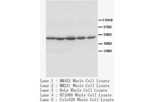 Image no. 1 for anti-c-Fos (c-Fos) (Internal Region) antibody (ABIN1490392) (c-FOS antibody  (Internal Region))