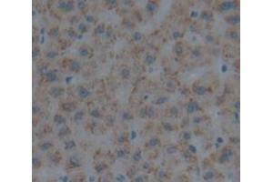 Figure. (Myeloperoxidase antibody  (AA 165-278))