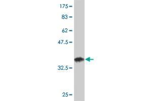 Western Blot detection against Immunogen (36. (SYNE2 antibody  (AA 6702-6799))