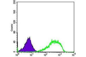 Flow cytometric analysis of Hela cells using XRCC5 mouse mAb (green) and negative control (purple). (XRCC5 antibody)