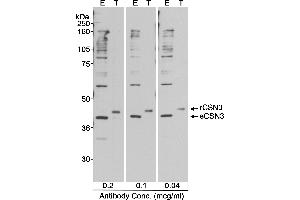 Western Blotting (WB) image for anti-Casein kappa (CSN3) (AA 325-375) antibody (ABIN7449263) (CSN3 antibody  (AA 325-375))