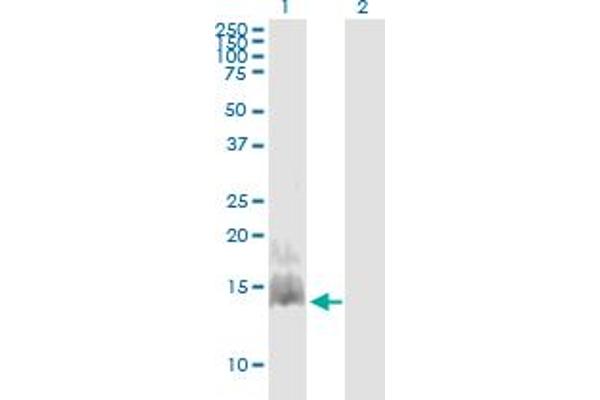 CCL28 antibody  (AA 24-127)