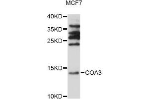Western blot analysis of extracts of MCF7 cells, using COA3 antibody (ABIN6294037) at 1:1000 dilution. (CCDC56 antibody)
