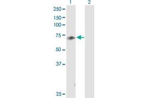 Western Blot analysis of MED26 expression in transfected 293T cell line by MED26 MaxPab polyclonal antibody. (MED26 antibody  (AA 1-600))