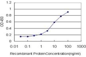 Detection limit for recombinant GST tagged MEF2A is approximately 0. (MEF2A antibody  (AA 71-170))