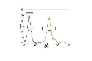 CEB Antibody (C-term) (ABIN653431 and ABIN2842875) flow cytometric analysis of Hela cells (right histogram) comred to a negative control cell (left histogram).