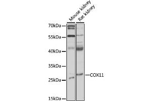 Western blot analysis of extracts of various cell lines, using COX11 antibody (ABIN7266513) at 1:1000 dilution. (COX11 antibody  (AA 140-240))